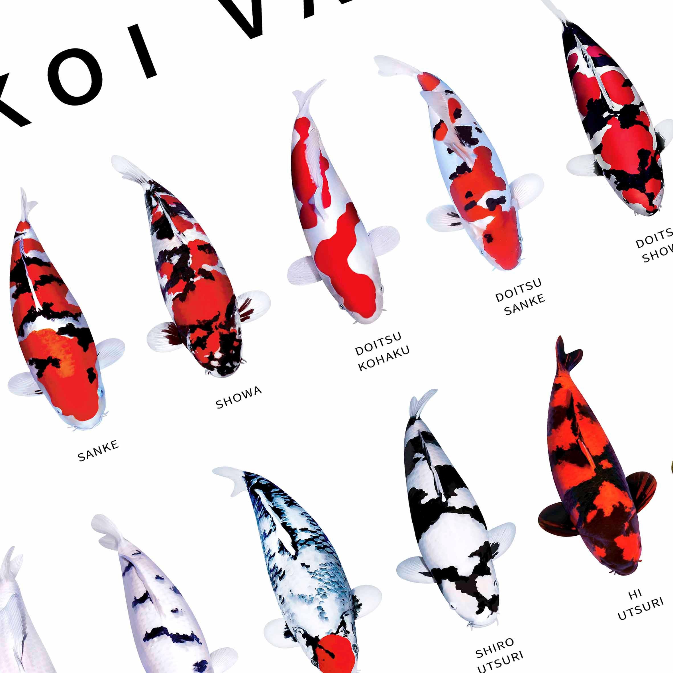 DIGITAL DOWNLOAD | Zen Koi Species Reference Art | Japanese Koi