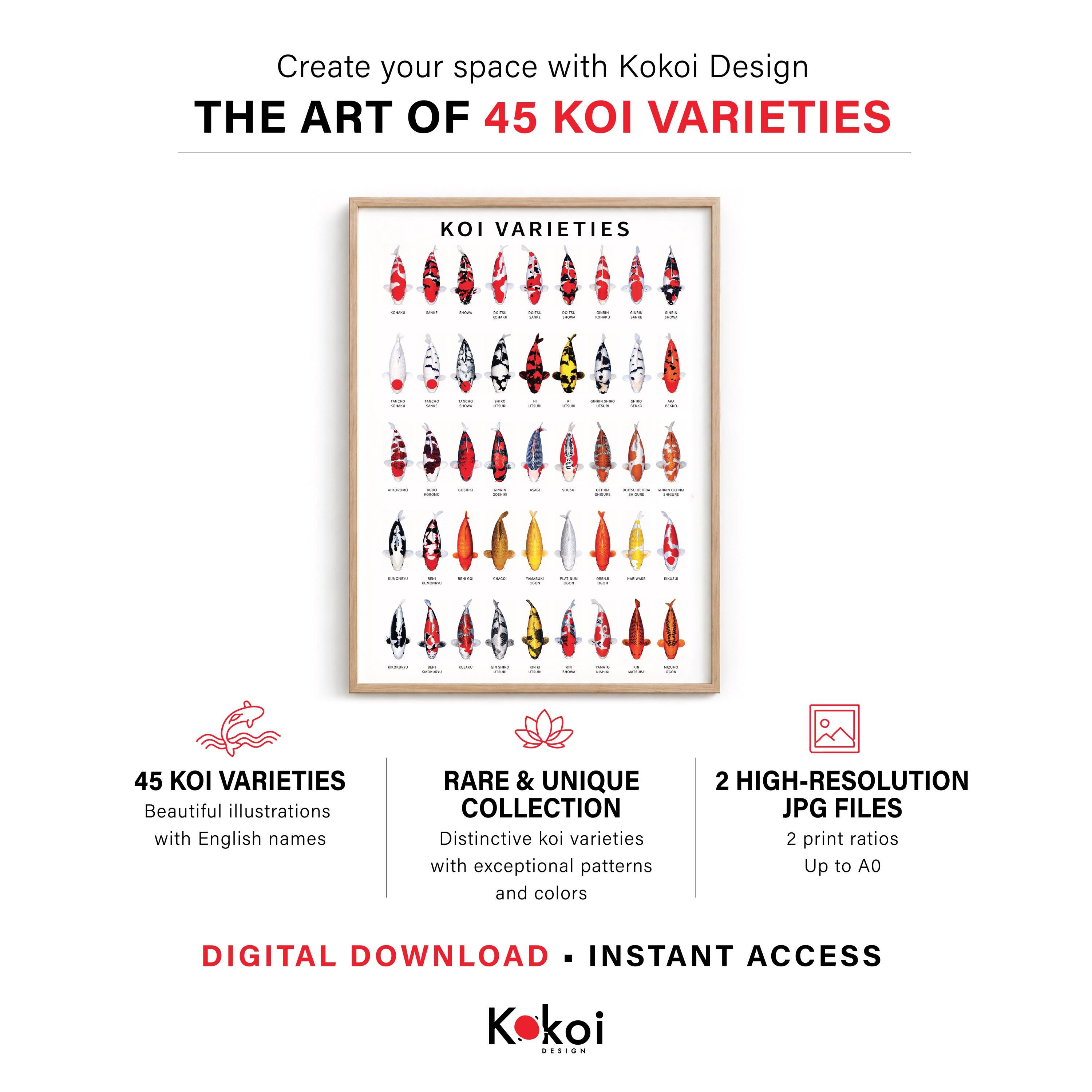 45 Koi Varieties Poster, Japanese Koi Reference Chart, Printable