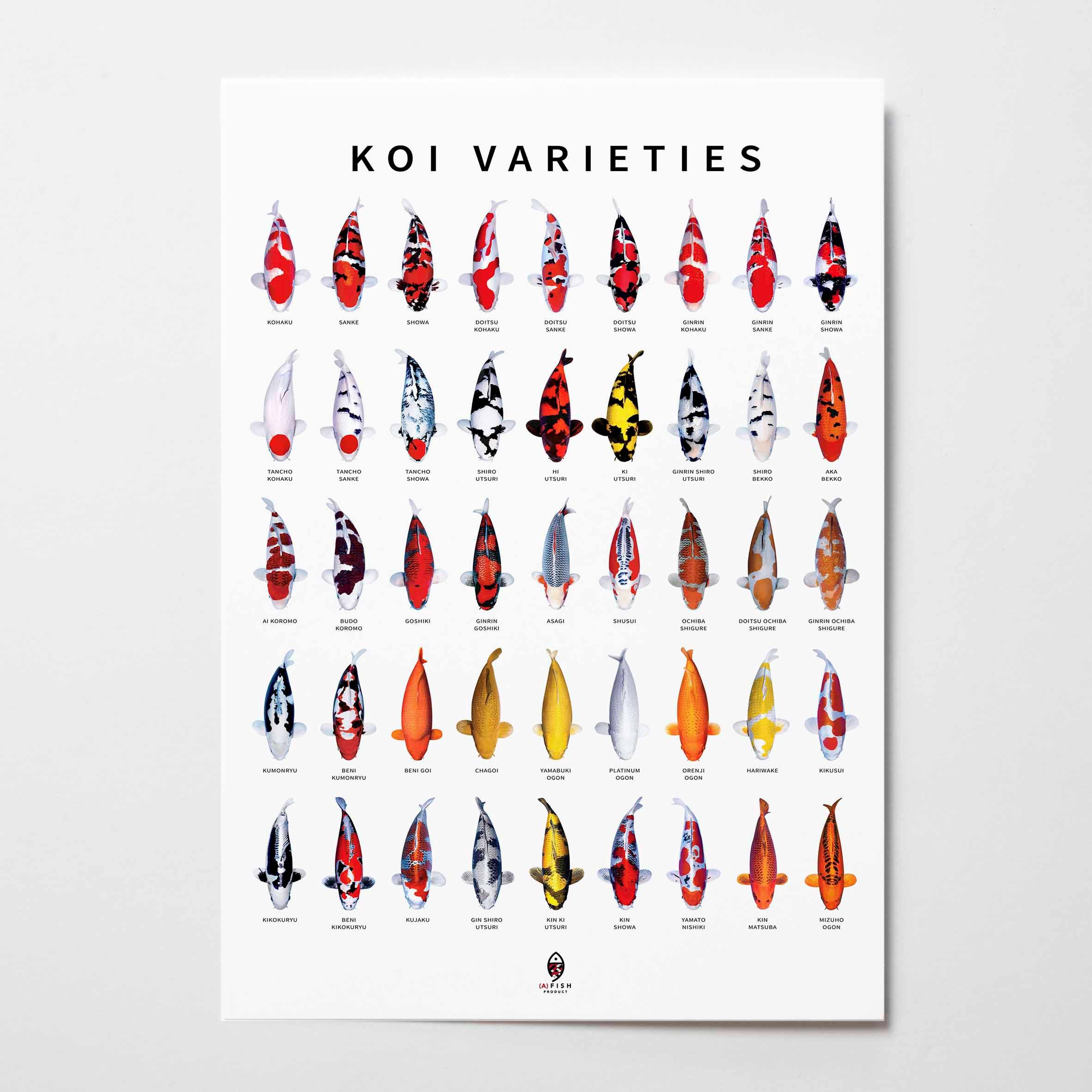 Zen Koi Species Reference Art | Japanese Koi Encyclopedia Poster