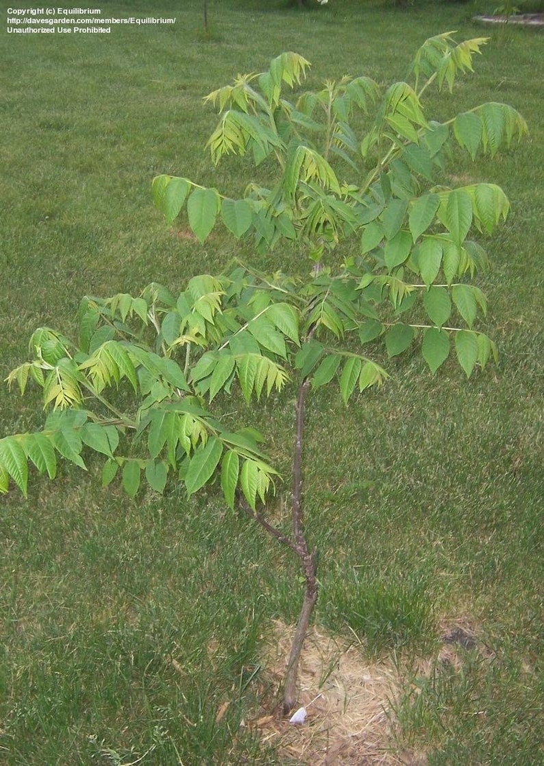 Black Walnut Tree Seedling Etsy