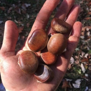 May include: A collection of six raw chestnuts with smooth, glossy, dark brown shells and lighter tan-colored bases. The nuts are rounded and oval in shape, displaying natural variations in color and texture across their hard, protective outer surfaces.