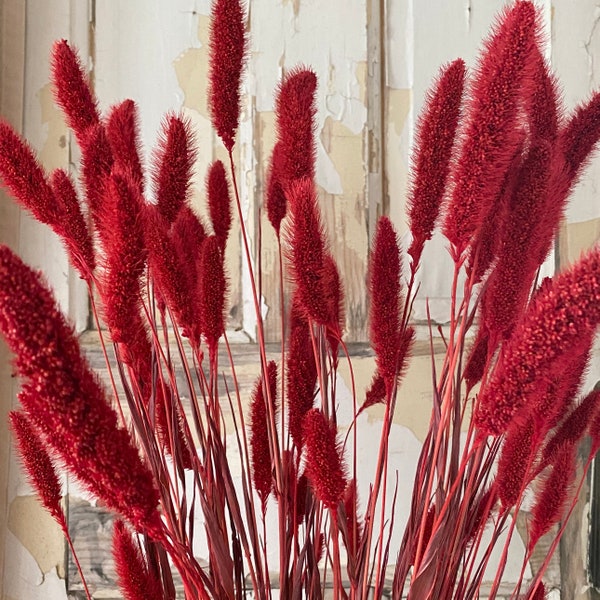 Red Setaria