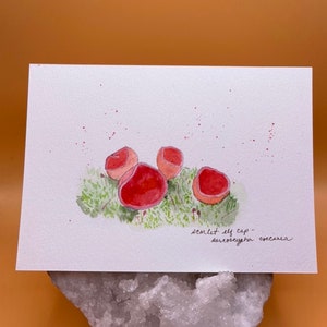 Cartão postal em aquarela - Cogumelo Scarlet Elf Cap - Cogumelo da floresta - Pintura de cogumelo