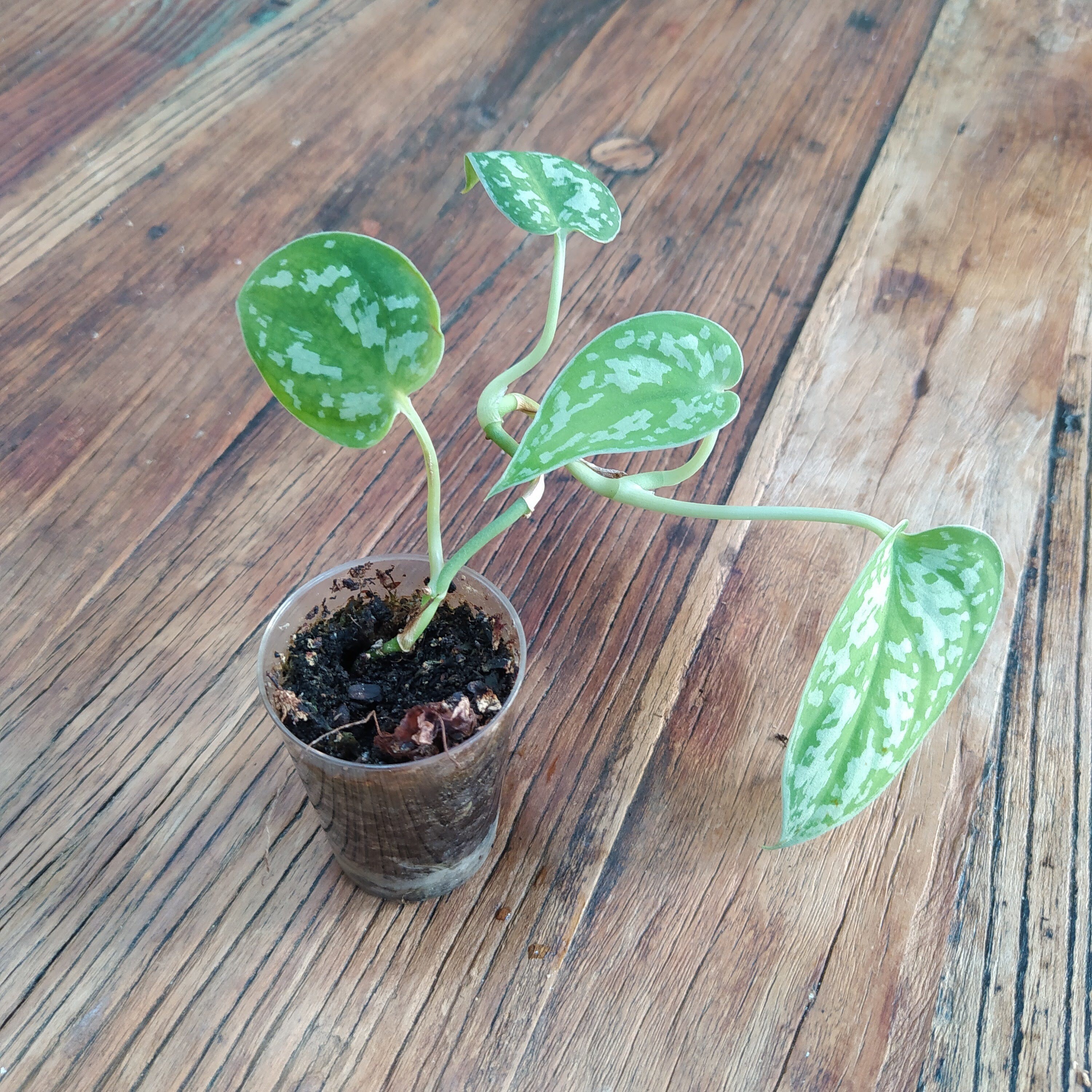 Scindapsus Pictus Argyraeus Pothos Argent Bouture Racinée