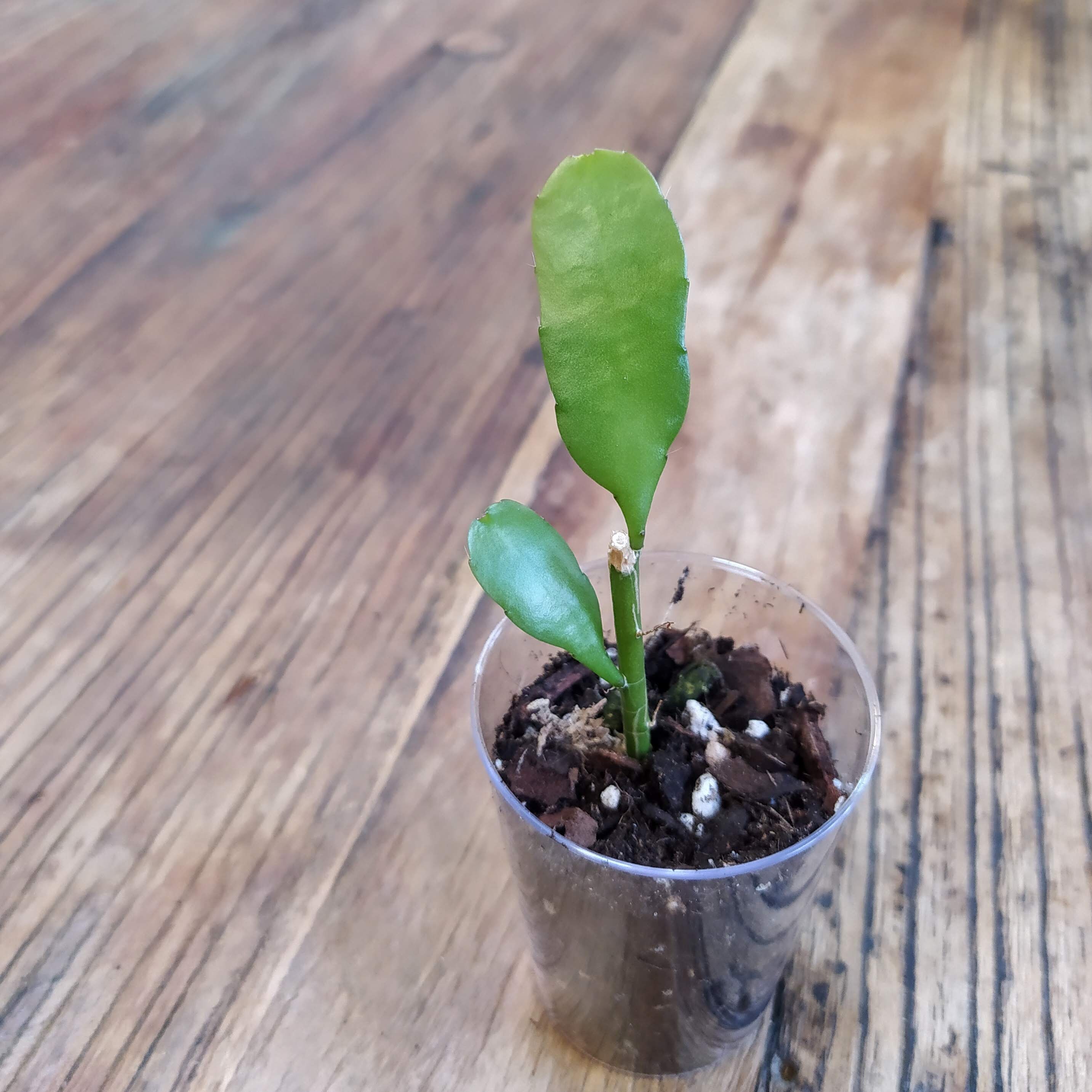 Epiphyllum Pumilum Bouture Racinée