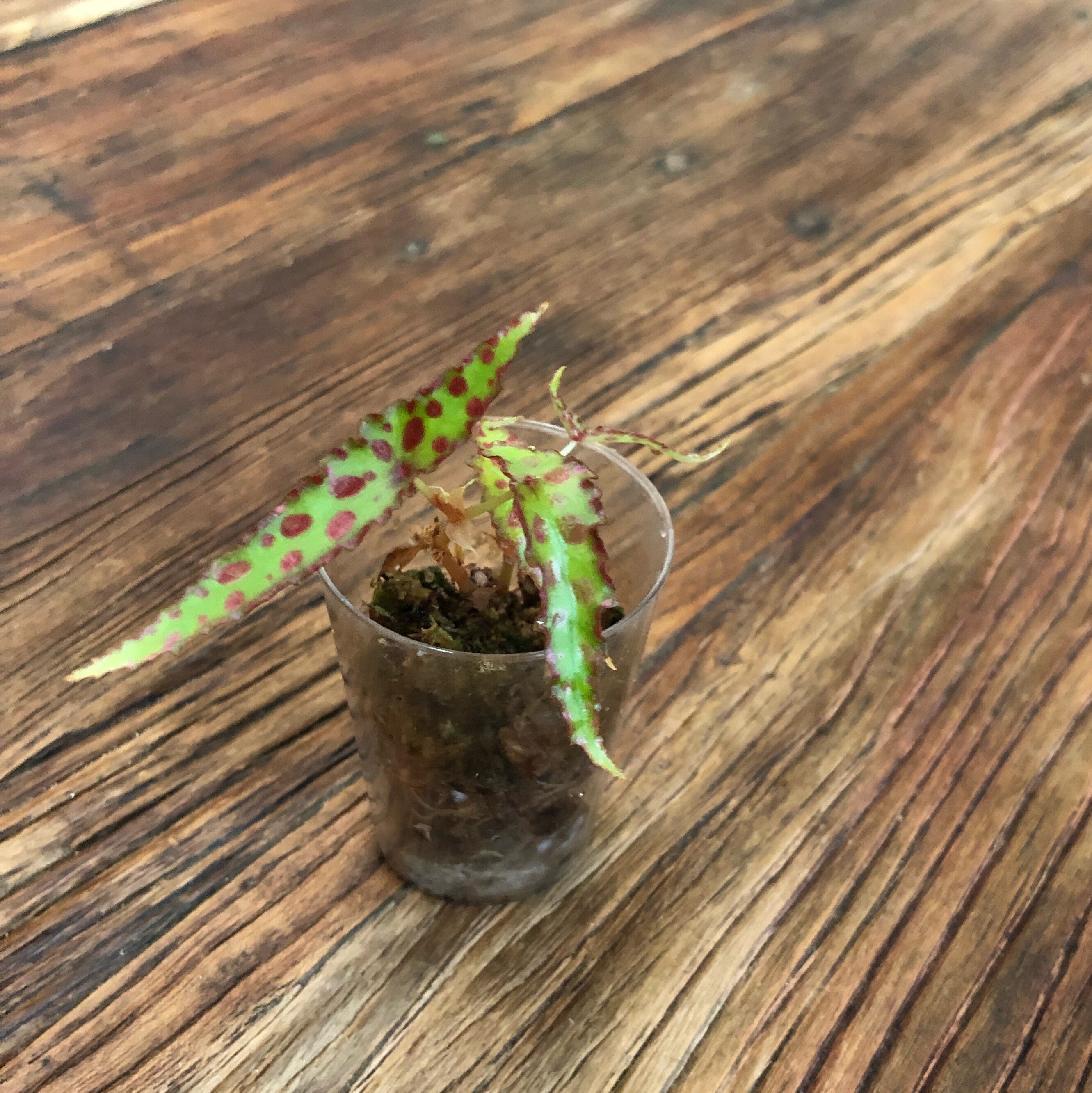 Begonia Amphioxus Bégonia Botanique Bouture Racinée