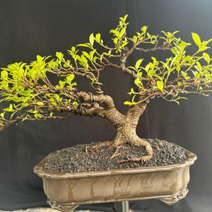 Real Tree. Bonsai Ficus micro carpha