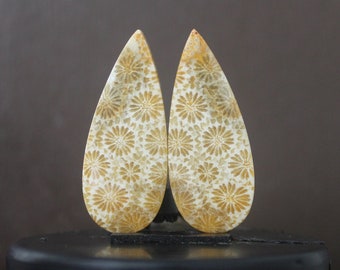 Fossil coral pair