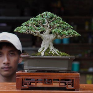 Premna Microphyla # real pick # Tree bonsai #  small size