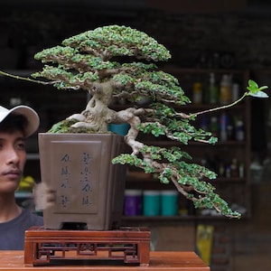 Premna Microphyla # real pick # Tree bonsai #  medium size