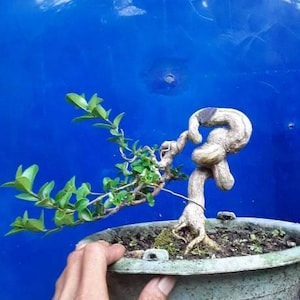 Premna Microphyla # real pick # Tree bonsai #  small size