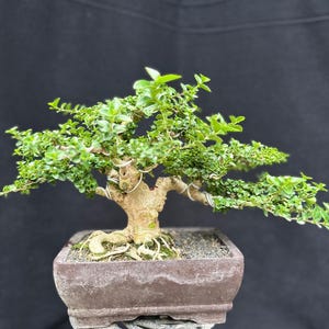 Echtes Bild_Baumbonsais_Premna Microphyla_Kleine Größe