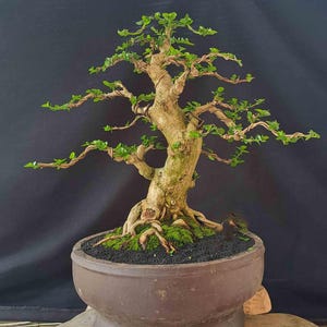 premna microphylla bonsai tree_real picture_small size