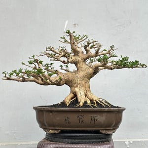 Real Tree. bonsai premna microphyla. small size