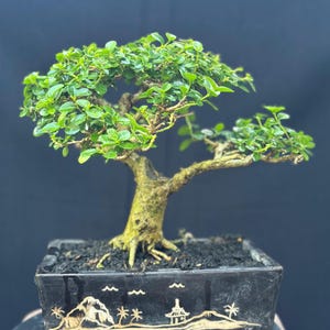 Real picture # Tree Bonsai # Premna microphyla # small size