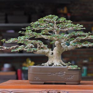 Premna Microphyla # real pick # Tree bonsai #  small size
