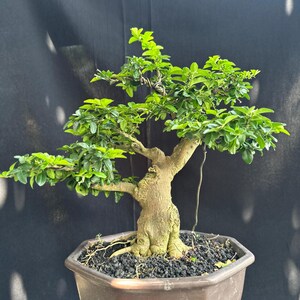 Real Tree. bonsai. Triphasia trifolia. small bonsai