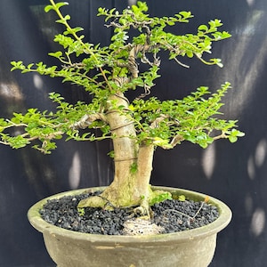 Real Tree. bonsai. Premna Microphylla