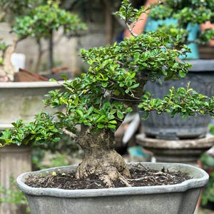 Real Tree. Bonsai Ehretia microphylla. Fukien Tea. medium size