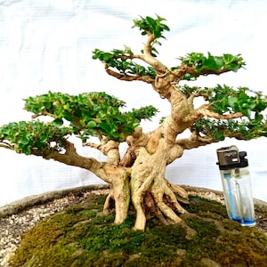Premna Microphyla # real pick # Tree bonsai #  small size