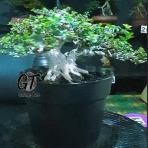Premna Microphyla # real pick # Tree bonsai # small Size
