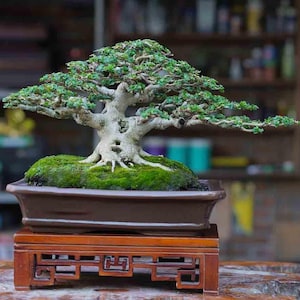 Premna Microphyla # real pick # Tree bonsai #  small size