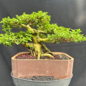 Echter Baum. bonsai.premna microphylla. Pemphis Acidula. Serissa japonica. Serissa Foetida