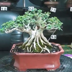 Real picture # Tree Bonsai # Premna microphyla # small size