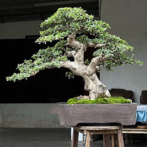 Echter Baum. Bonsai Blüte Ehretia microphylla Fukien Tee. Größe Medium