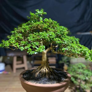 Real Tree. bonsai premna microphilla. medium size