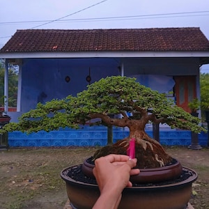 Premna Microphyla # real pick # Tree bonsai # small Size