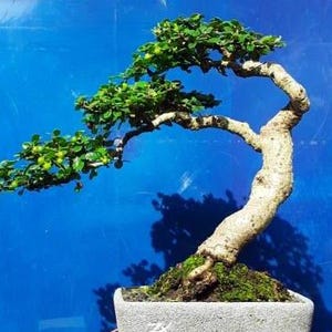 Echtes Bild_Baum Bonsai_Premna Microphyla_Kleine Größe