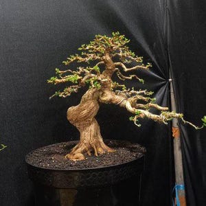 Real picture # Tree Bonsai # Premna microphyla # Small size
