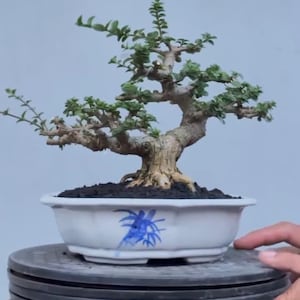 Real Tree. Bonsai. premna microphylla. small size