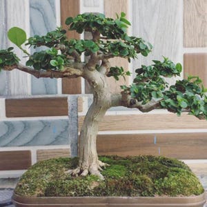 Real Picture_Tree Bonsai_Premna Microphyla_Small Size