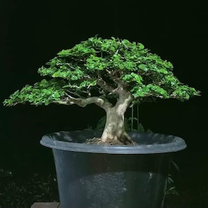 Premna Microphyla # real pick # Tree bonsai # small Size