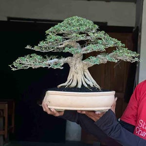 Real Picture_Tree Bonsai_Premna Microphyla_medium Size