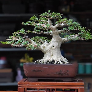 Premna Microphyla # real pick # Tree bonsai #  small size