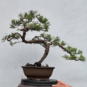 Real Tree. bonsai Juniperus Chinensis. medium size