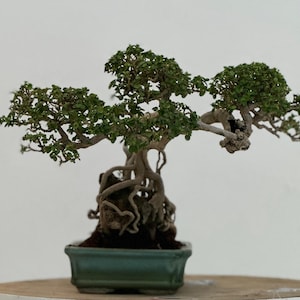 Premna Microphyla # real pick # Tree bonsai #  small size
