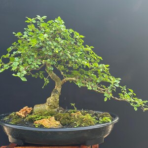 Real Tree. Bonsai Streblus asper. small size