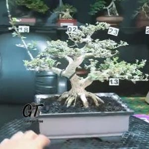 Real Picture_Tree Bonsai_Premna Microphyla_Small Size