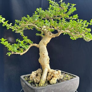Real Tree. bonsai. Premna Microphyla. small bonsai
