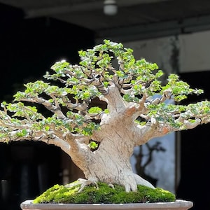Echtes Bild_Baum Bonsai_Premna Microphyla_Kleine Größe