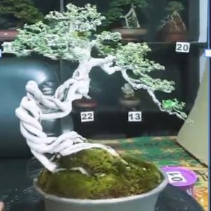 Echtes Bild_Baum Bonsai_Premna Microphyla_Kleine Größe