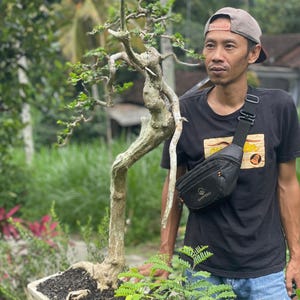 Premna Microphyla # real pick # Tree bonsai # medium Size