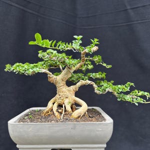 Echte Bilderrahmen Bonsais_Premna Microphyla_Kleinformat