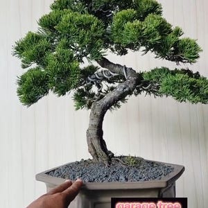 Echter Baum. Bonsai. Juniperus chinensis. mittlere Größe