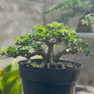 Real Tree. bonsai. Premna Microphylla. small size bonsai