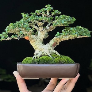 Premna Microphyla # real pick # Tree bonsai # small size